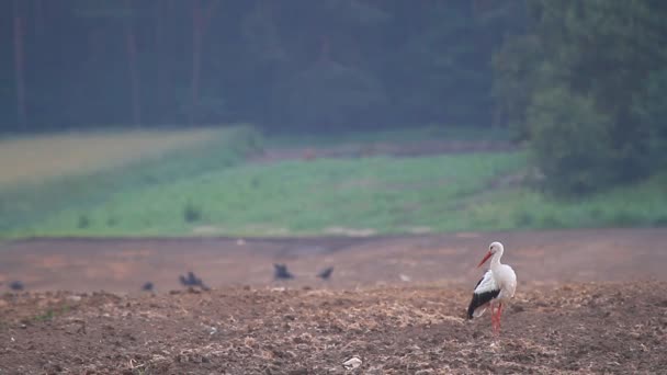 Storks  in a field — Wideo stockowe