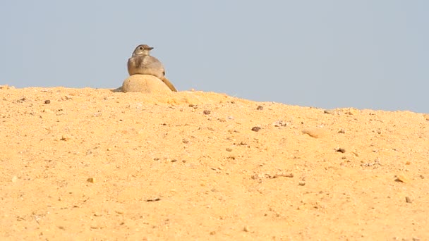 Wilde vogels in hun natuurlijke habitat, — Stockvideo