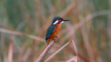 doğal yaşam alanı içinde yabani kuş