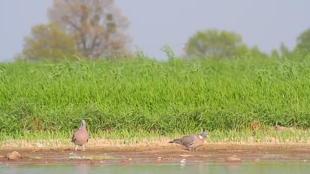 Oiseaux sauvages dans l'habitat naturel — Video