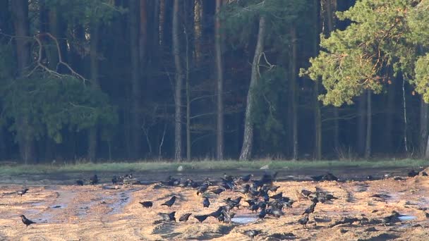 Ворони у сфері — стокове відео