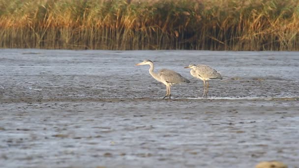 Heron i naturen — Stockvideo