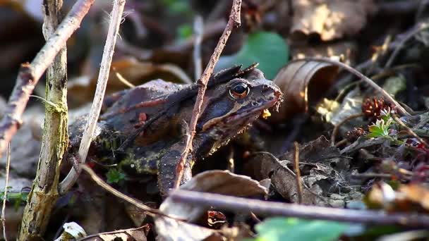 Grosse grenouille 