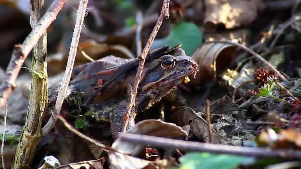 Großer Frosch — Stockvideo