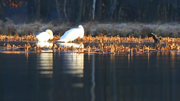 Swans on water — Stock Video