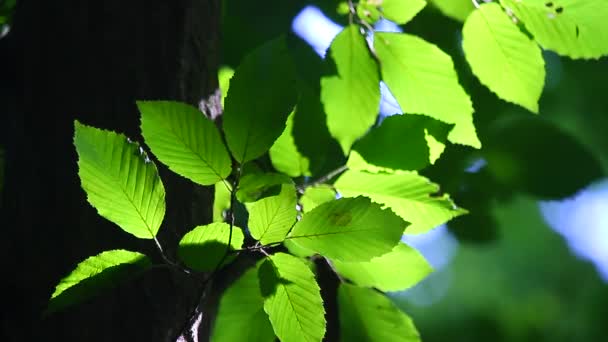 Bosque con árboles verdes — Vídeo de stock