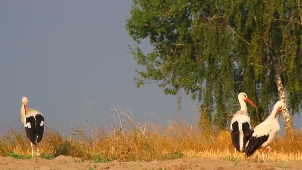 Storks  in a field — Wideo stockowe