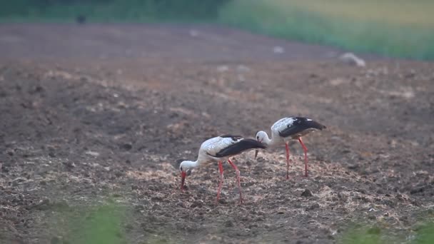 Störche auf dem Feld — Stockvideo