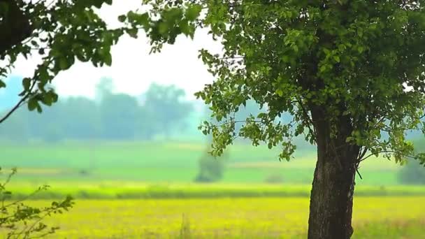 Planten voor natuurlijke achtergrond — Stockvideo