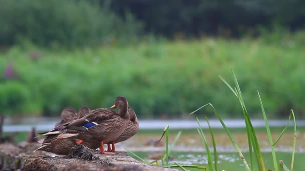 Patos en el agua — Vídeos de Stock