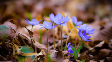 Mavi bahar çiçekleri çimlerin