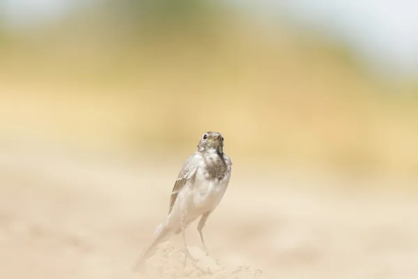 Aves selvagens — Fotografia de Stock