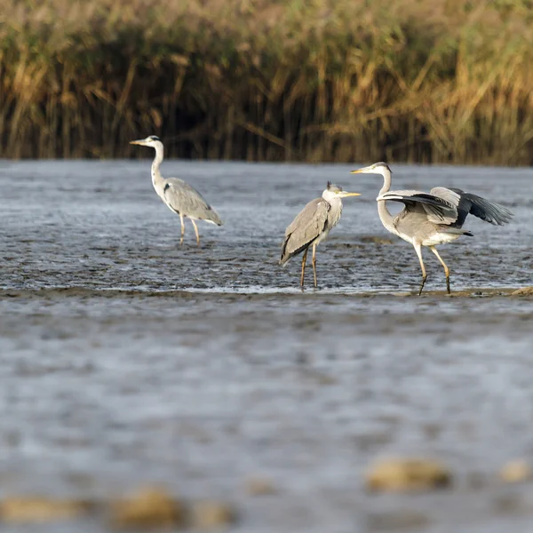 Herons in nature — Stock Photo, Image