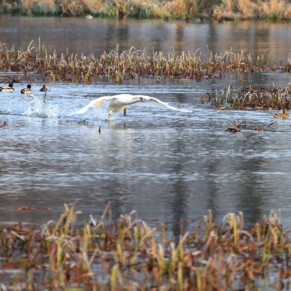 Лебедине на Голубе озеро води — Stock Fotó