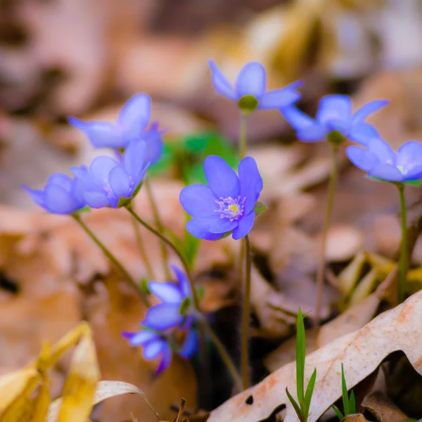 Blaue Frühlingsblumen im Gras — Stockfoto