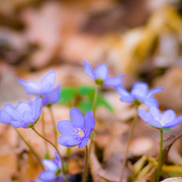 Blaue Frühlingsblumen im Gras — Stockfoto