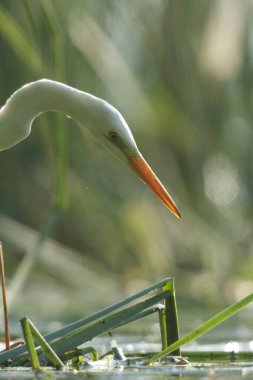 Doğal ortamdaki vahşi kuş, doğa serisi.