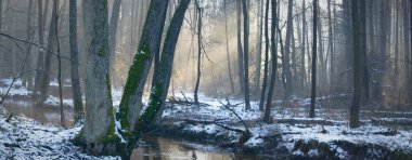 ağaçlar kış orman, doğa serisi kar ile kaplı
