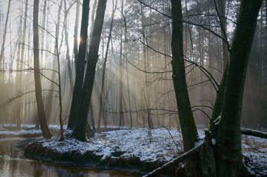 ağaçlar kış orman, doğa serisi kar ile kaplı