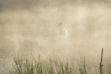 Güneşli bir günde mavi gölde kuğu gölette kuğu, doğa serisi.