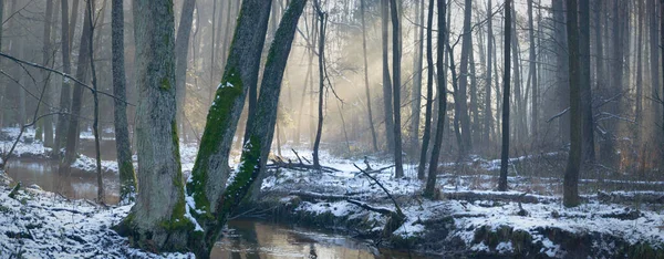 ağaçlar kış orman, doğa serisi kar ile kaplı