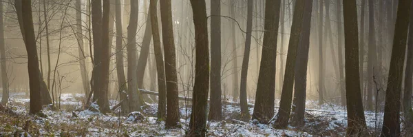Ağaçlar Kış Orman Doğa Serisi Kar Ile Kaplı — Stok fotoğraf