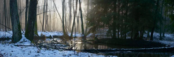 ağaçlar kış orman, doğa serisi kar ile kaplı