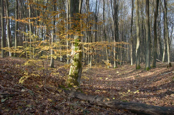 Stromy Pokryté Sněhem Zimním Lese Série Nature — Stock fotografie