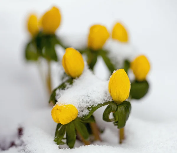 Stormhatt — Stockfoto