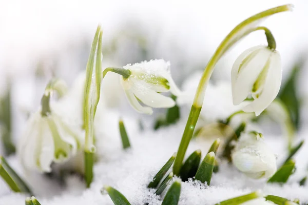 Gotas de nieve —  Fotos de Stock