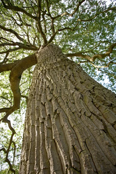 yeşil meşe ağacı