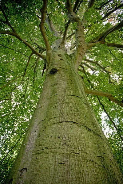 Beech träd i skogen — Stockfoto