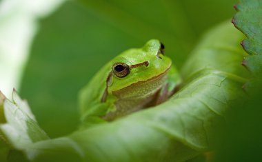 Avrupa Ağaç Kurbağası (Hyla arborea)