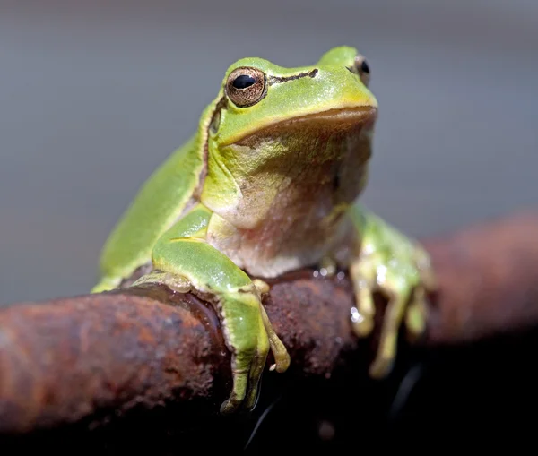 Avrupa Ağaç Kurbağası (Hyla arborea)