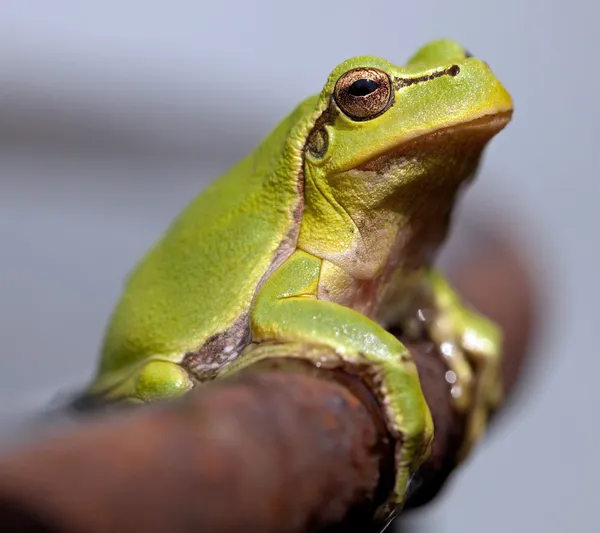 Avrupa Ağaç Kurbağası (Hyla arborea)