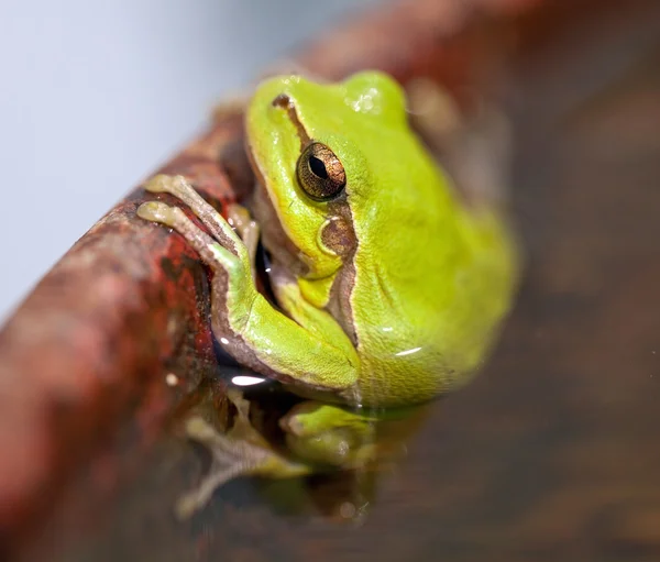 European tree frog (Hyla arborea) — Stock Photo, Image