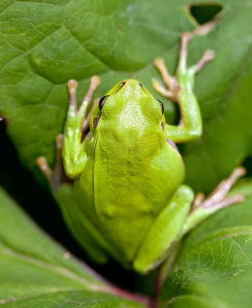 Європейська деревна жаба (Hyla arborea) — стокове фото