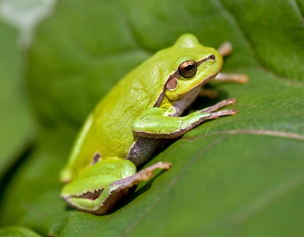 European tree frog (Hyla arborea) Stock Image