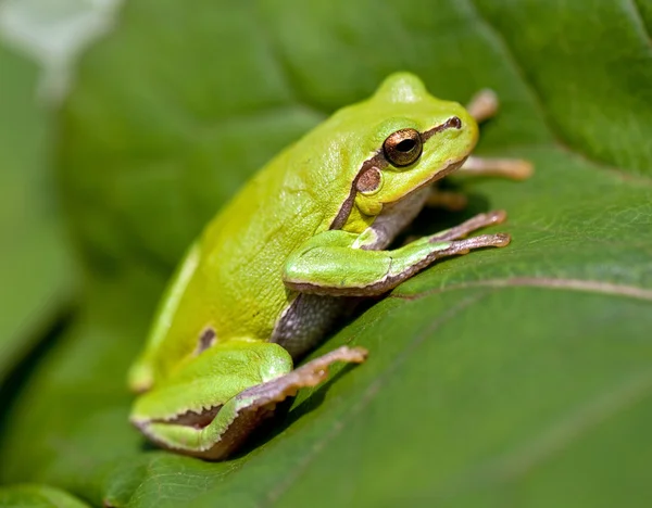 Europäischer Laubfrosch (Hyla arborea)) Stockbild