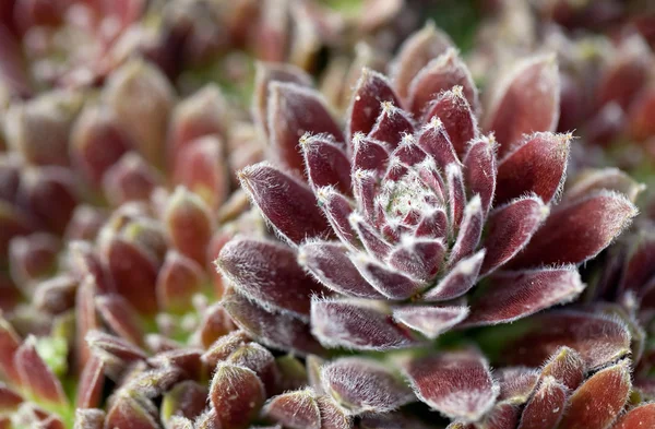 Sempervivum
