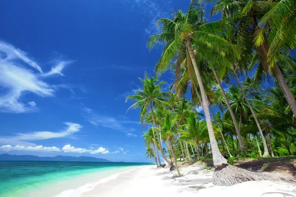 Nézd a szép trópusi tengerparton néhány tenyerével körül — Stock Fotó