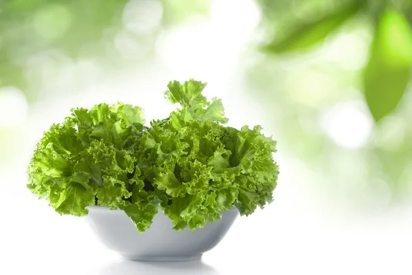 Close up view of nice fresh lettuce on white back — Stock Photo, Image