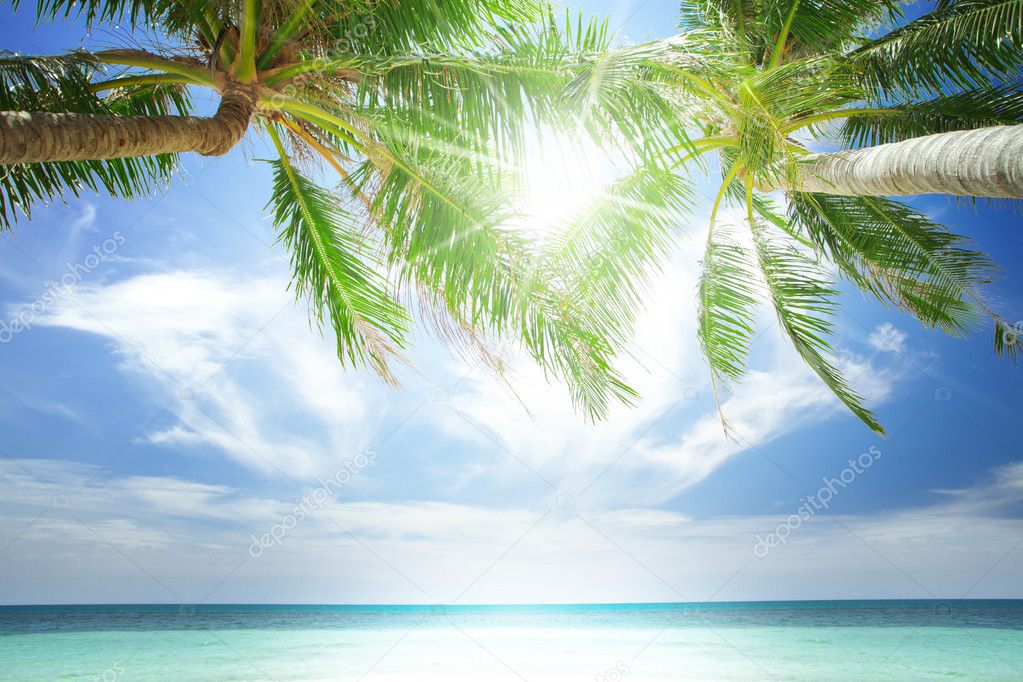 View of nice tropical beach with some palms around