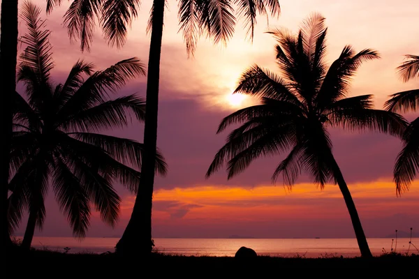 View of nice violet color tropical sunset — Stock Photo, Image