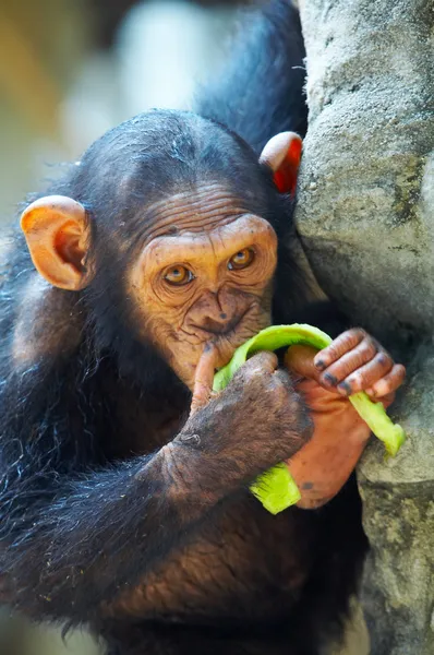 Вид на молодих смішних шимпанзе, думаючи про щось під час їжі фруктів — стокове фото