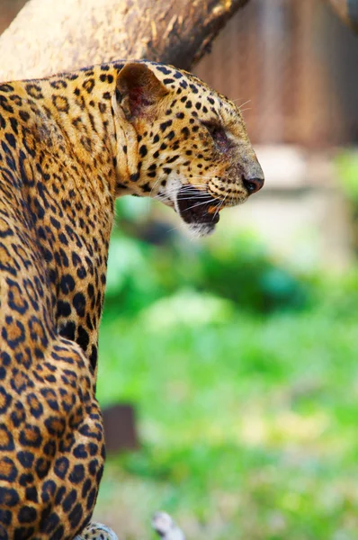 Вид красивого леопардового кота — стокове фото