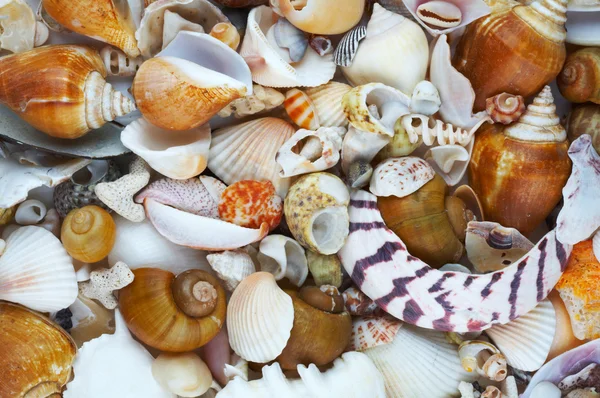 Vista de diferentes tamaños y colores conchas de mar — Foto de Stock