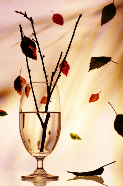 Pohled ze skla s nějakou větvičku v ní během podzimu — Stock fotografie