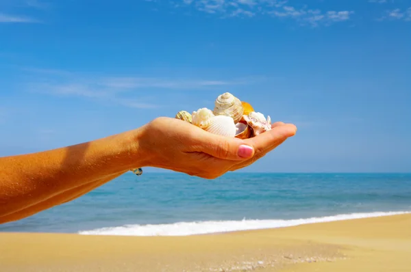 Vista de las palmas humanas llenas de algunas conchas —  Fotos de Stock