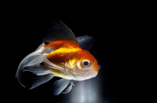 Vista de peixes dourados grandes que vêm à luz através do ambiente preto — Fotografia de Stock